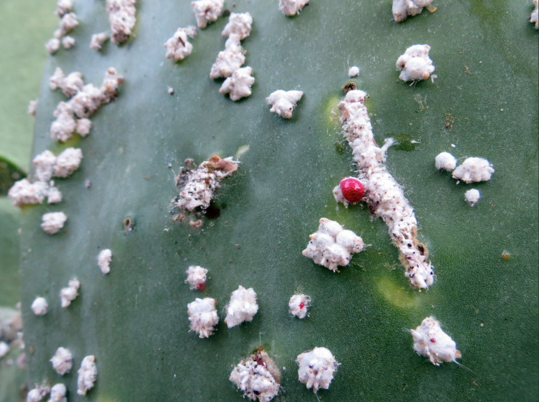 Up close photo of the cochineal bug on a plant.