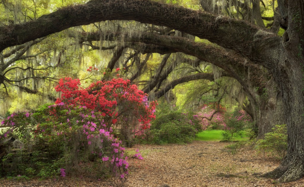 Live oak trees and azalea bushes in spring